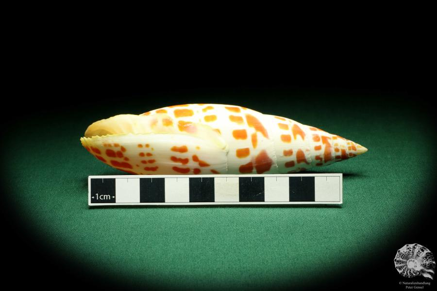 Mitra mitra (19520) a snail from Philippines | Conchylia | Snails