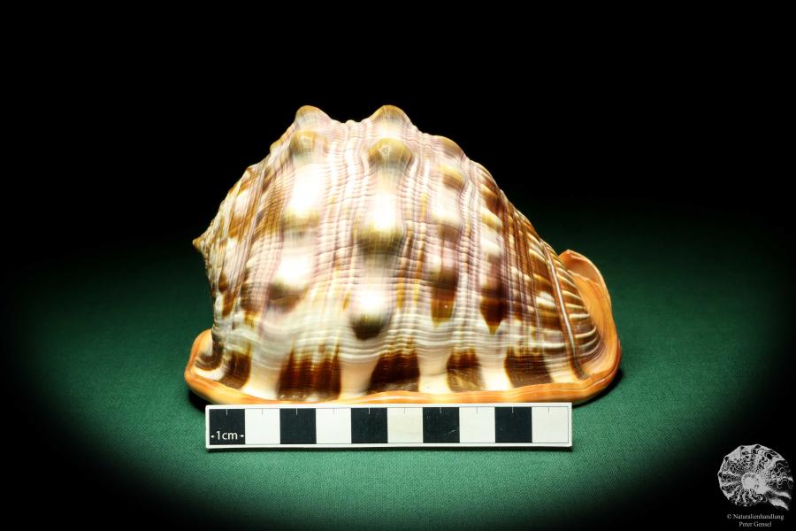 Cypraecassis rufa (19525) a snail from Africa | Conchylia | Snails