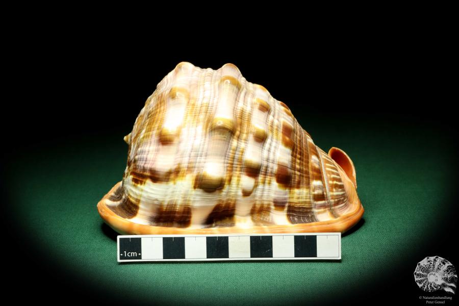 Cypraecassis rufa (19526) a snail from Africa | Conchylia | Snails