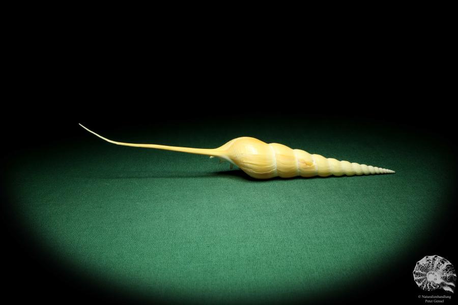 Tibia fusus (19542) a snail from Philippines | Conchylia | Snails