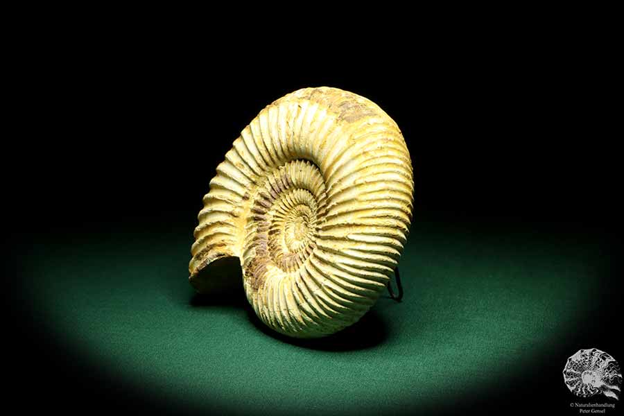 Perisphinctes spec. (19620) ein Kopffüßer aus Madagaskar | Fossilien | Kopffüßer