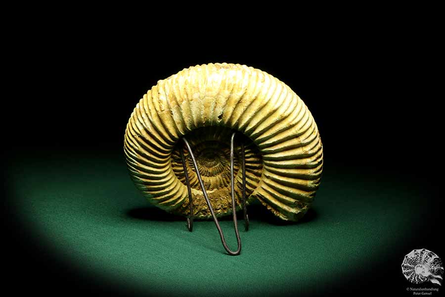 Perisphinctes spec. (19620) ein Kopffüßer aus Madagaskar | Fossilien | Kopffüßer