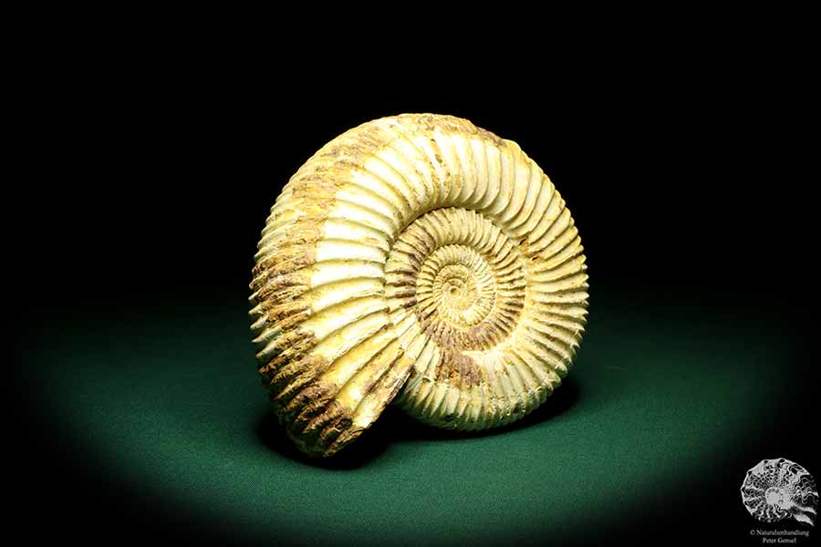 Perisphinctes spec. (19620) a cephalopod from Madagascar | Fossils | Cephalopods