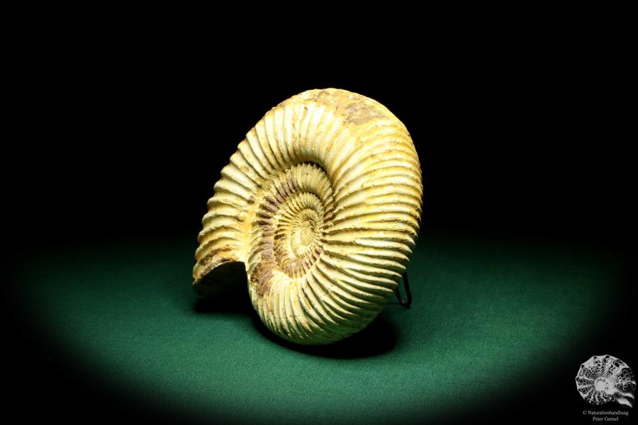 Perisphinctes spec. a cephalopod