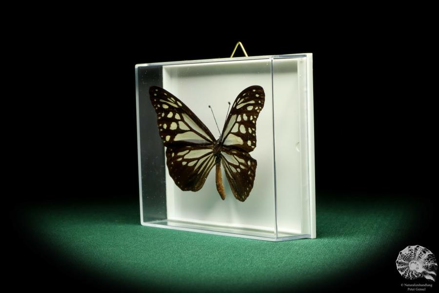 Parantica melaneus (19622) a butterfly from Philippines | Taxidermy | Butterflies