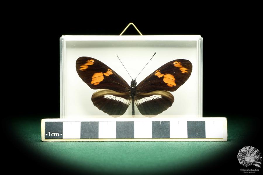 Heliconius telesiphe ein Schmetterling