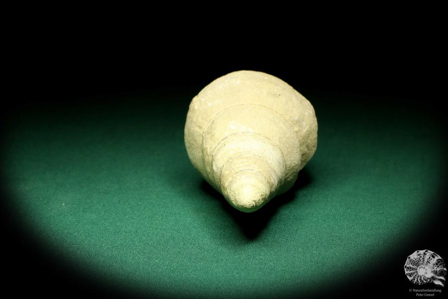 Bourguetia striata eine Schnecke