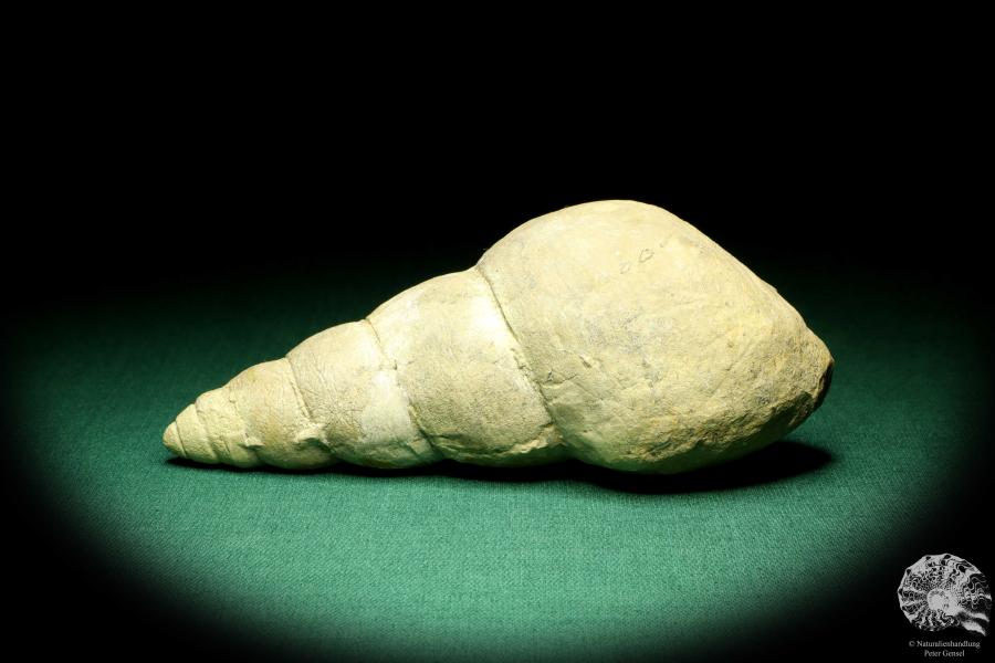 Bourguetia striata eine Schnecke