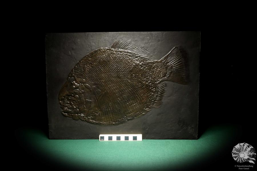 Dapedium punctatus a replica