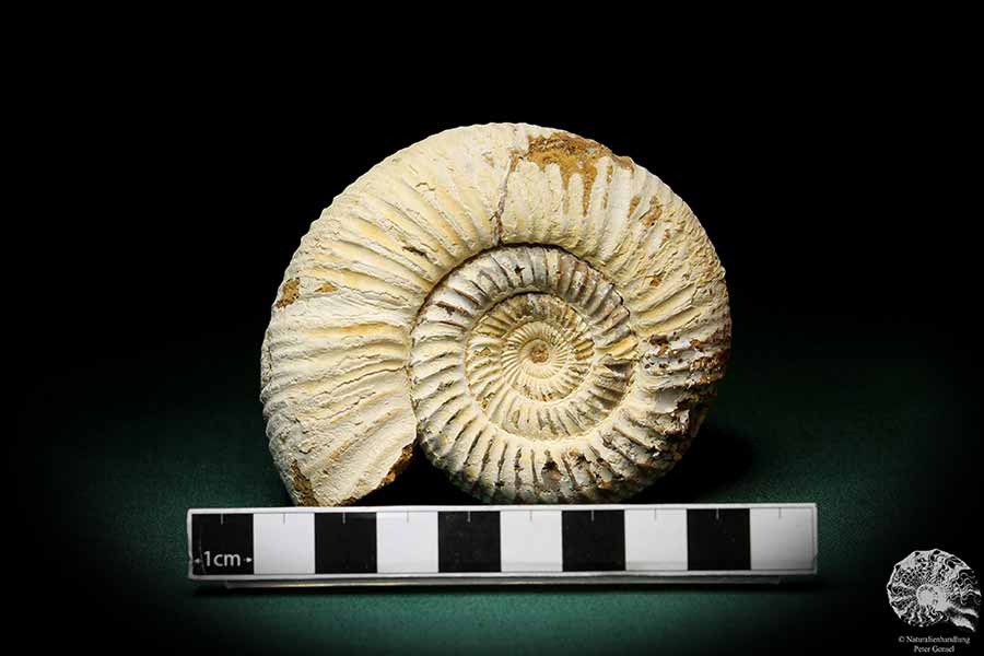 Divisosphinctes besairiei (1967) ein Kopffüßer aus Madagaskar | Fossilien | Kopffüßer