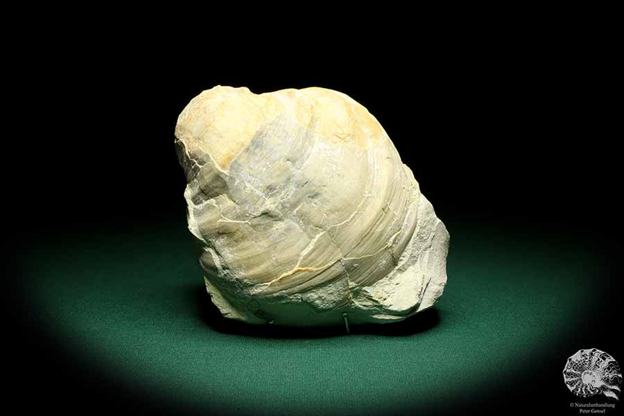 Mytiloides cf. Lobatus (19699) a shell from Germany | Fossils | Shells & Brachiopods