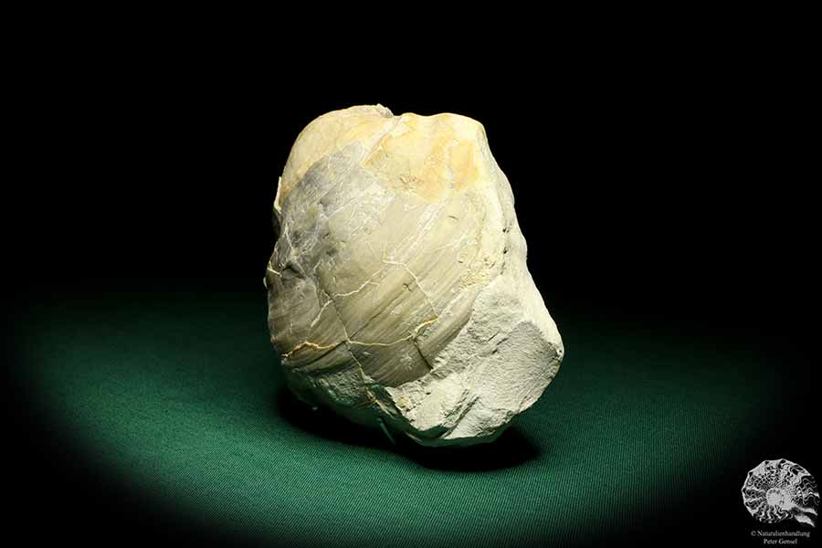 Mytiloides cf. Lobatus (19699) a shell from Germany | Fossils | Shells & Brachiopods