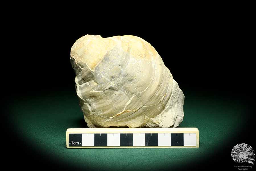 Mytiloides cf. Lobatus (19699) a shell from Germany | Fossils | Shells & Brachiopods