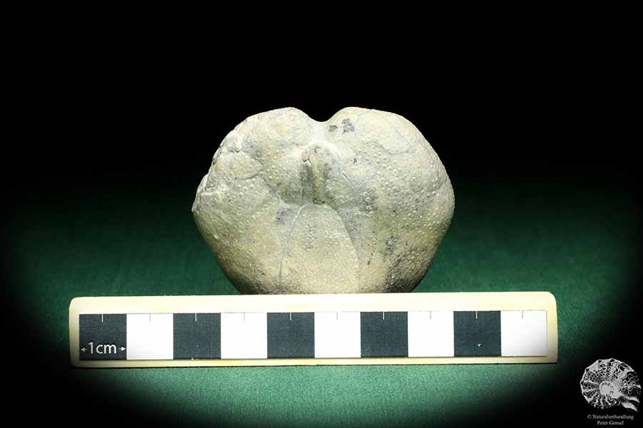 Micraster glyphus (19722) a echinoderm from Germany | Fossils | Echinoderms