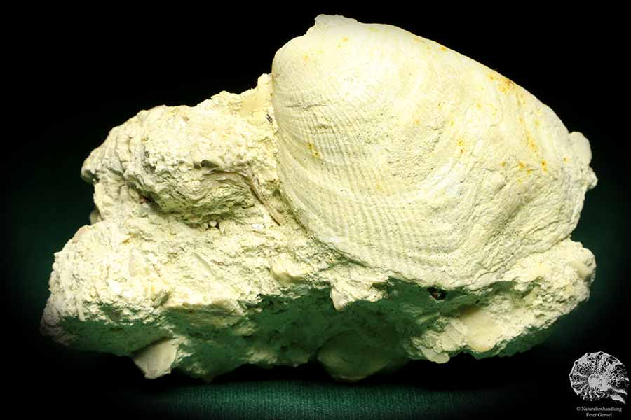 Spondylus spec. (19726) a shell from Sweden | Fossils | Shells & Brachiopods