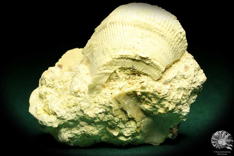 Spondylus labiatus (19727) a shell from Sweden | Fossils | Shells & Brachiopods