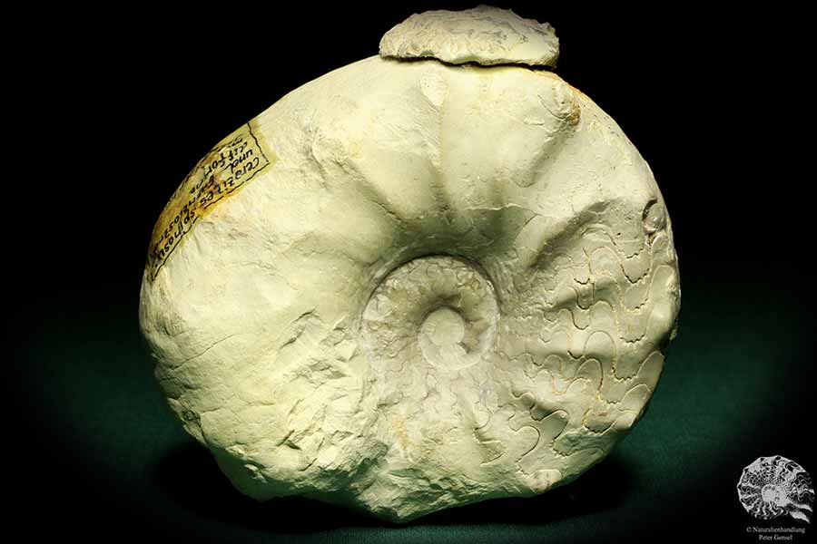 Ceratites spinosus & Terquemia difformis (19737) a cephalopod from Germany | Fossils | Cephalopods