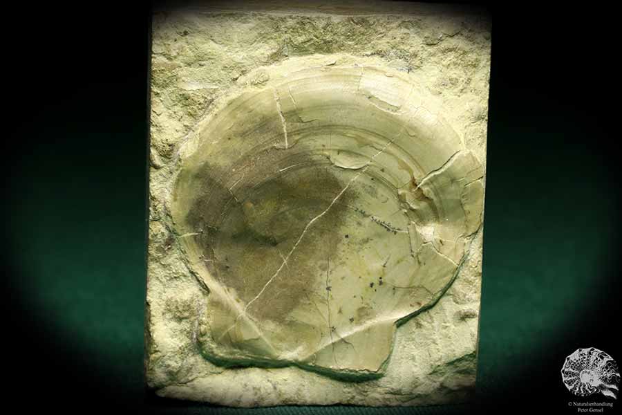 Entolium discites (19753) a shell from Germany | Fossils | Shells & Brachiopods