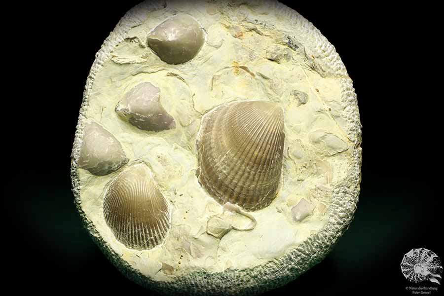 Plagiostoma striatum & Coenothyris vulgaris (19755) a shell from Germany | Fossils | Shells & Brachiopods