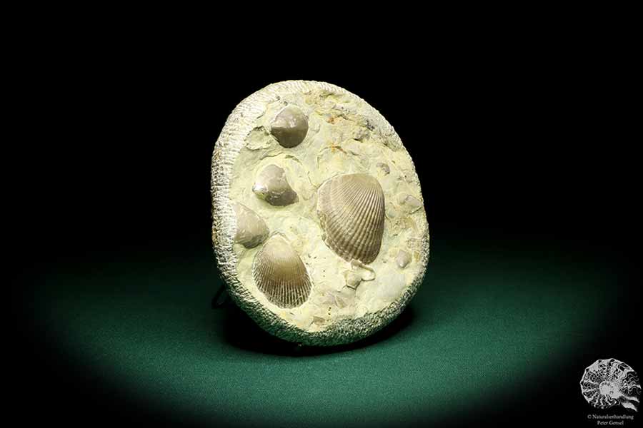 Plagiostoma striatum & Coenothyris vulgaris (19755) a shell from Germany | Fossils | Shells & Brachiopods