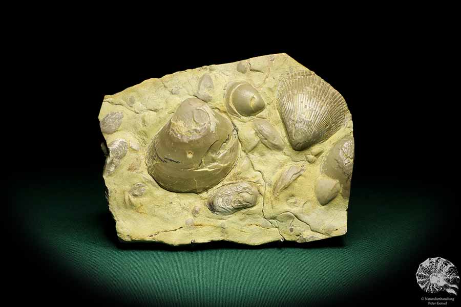 Plagiostoma lineata & Plagiostoma striatum (19756) a shell from Germany | Fossils | Shells & Brachiopods