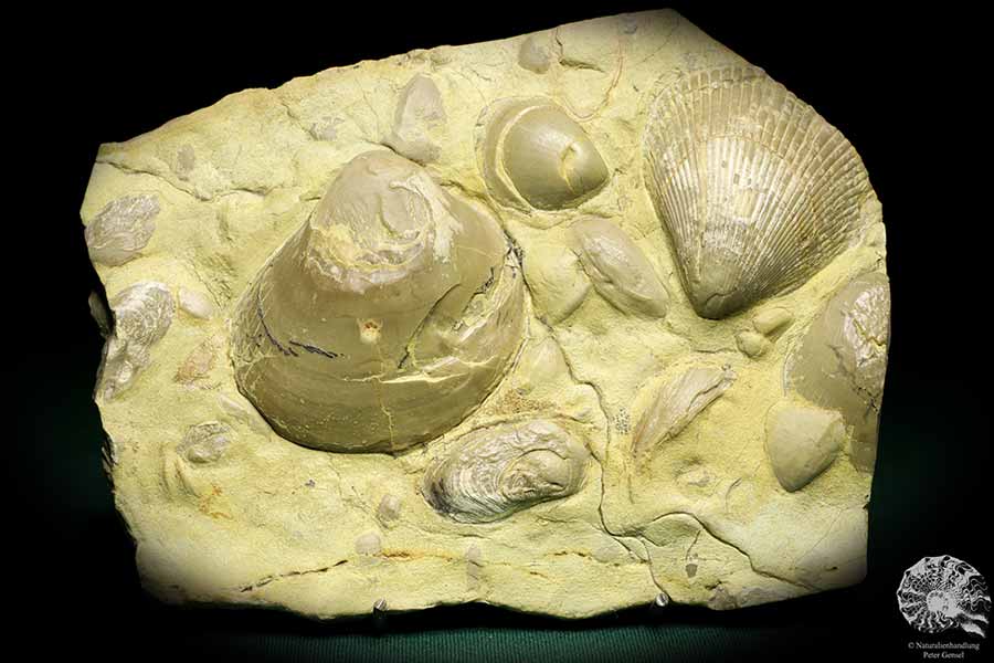 Plagiostoma lineata & Plagiostoma striatum (19756) a shell from Germany | Fossils | Shells & Brachiopods