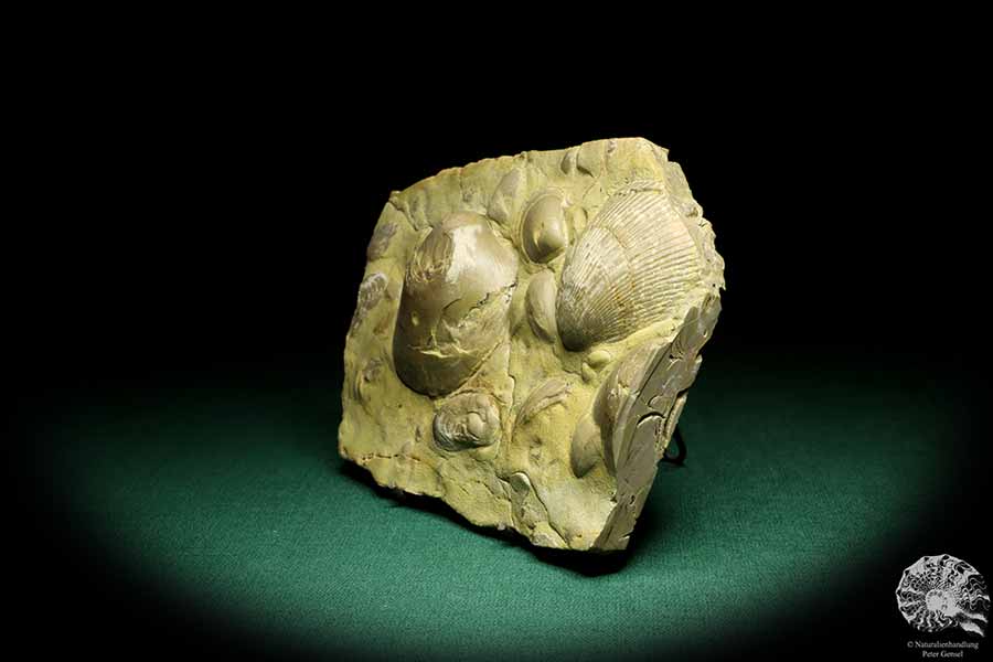 Plagiostoma lineata & Plagiostoma striatum (19756) a shell from Germany | Fossils | Shells & Brachiopods