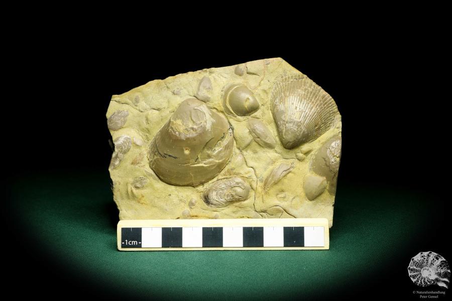 Plagiostoma lineata & Plagiostoma striatum a shell