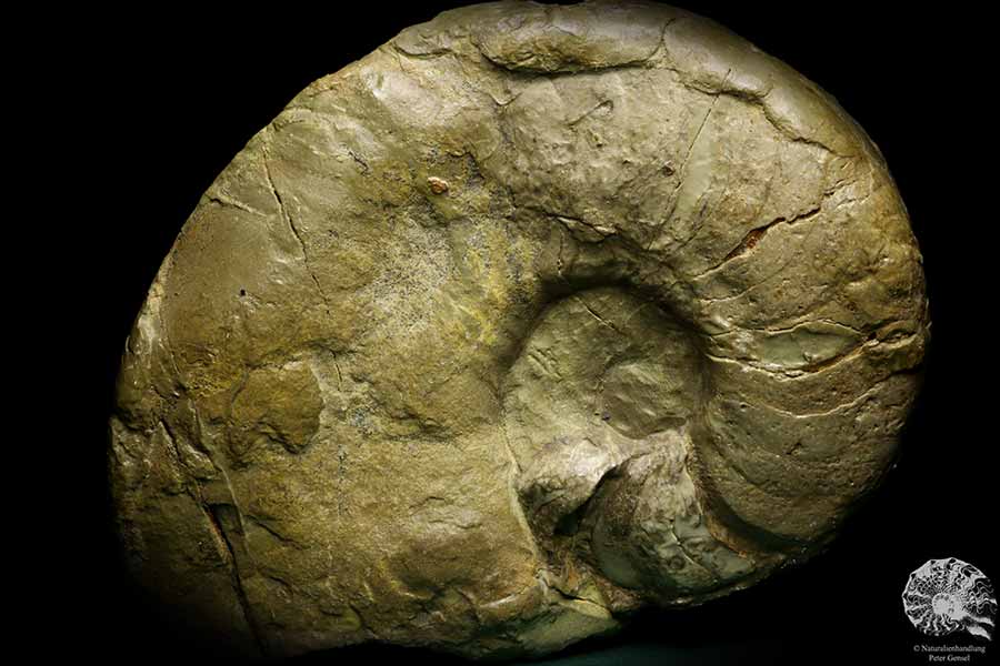 Germanonautilus bidorsatus (19758) ein Kopffüßer aus Deutschland | Fossilien | Kopffüßer