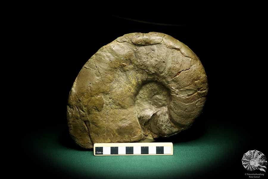 Germanonautilus bidorsatus (19758) ein Kopffüßer aus Deutschland | Fossilien | Kopffüßer