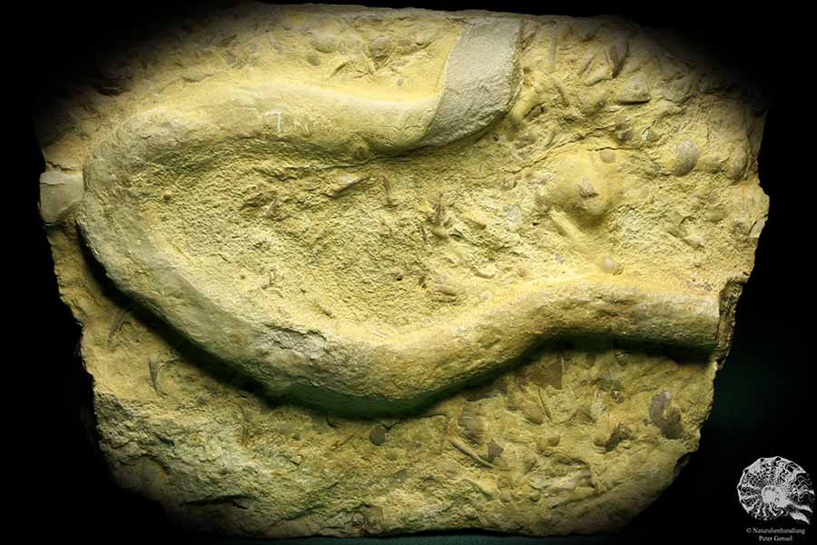 Rhizocorallium commune (19759) ein Fossil aus Deutschland | Fossilien | Sonstige