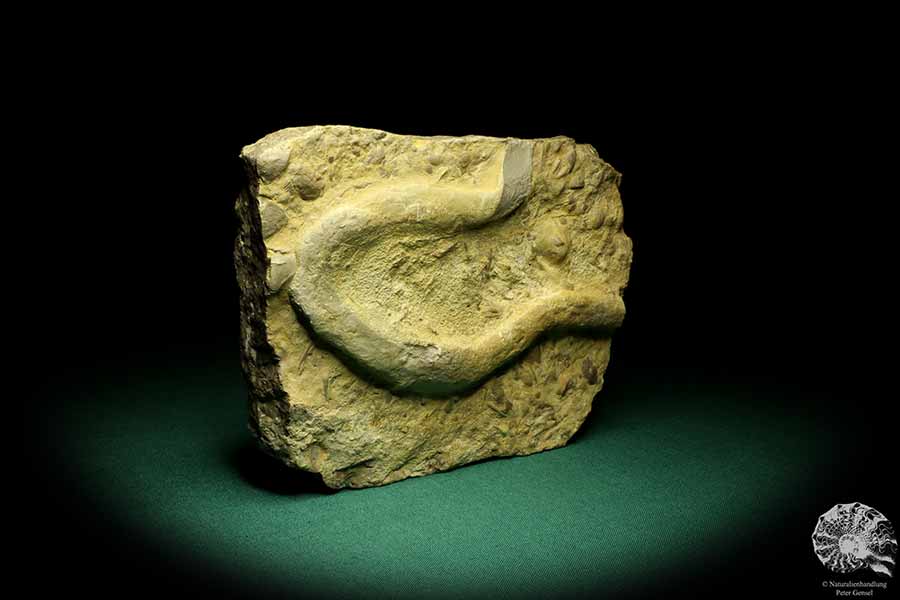 Rhizocorallium commune (19759) a fossil from Germany | Fossils | Other