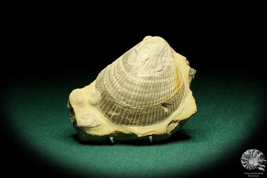 Plagiostoma lineata (19777) eine Schnecke aus Deutschland | Fossilien | Schnecken