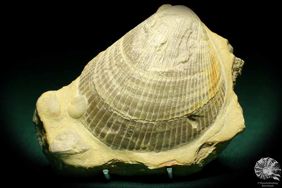 Plagiostoma lineata (19777) eine Schnecke aus Deutschland | Fossilien | Schnecken