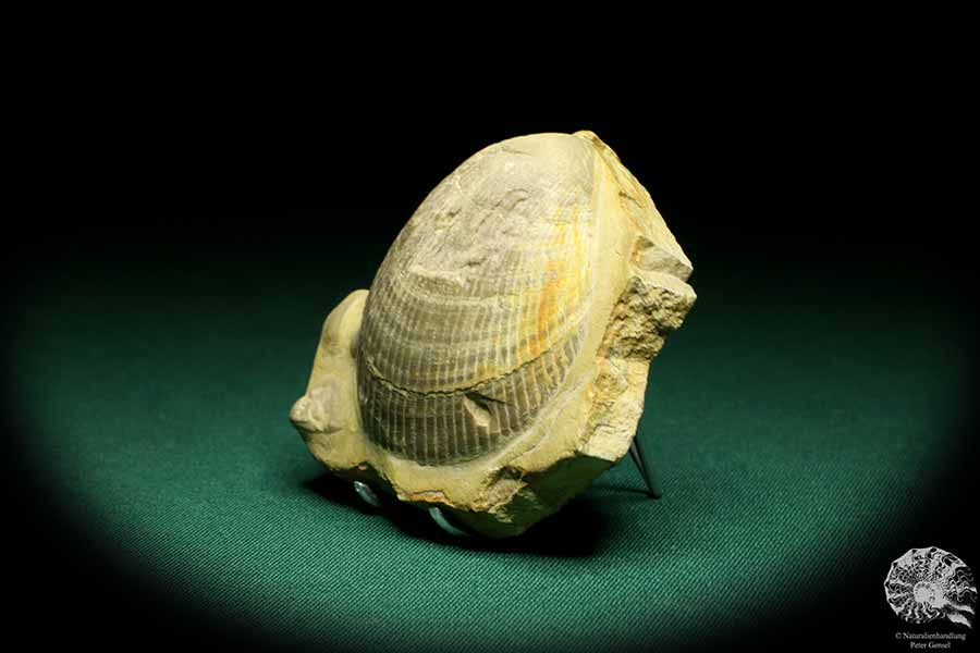 Plagiostoma lineata (19777) eine Schnecke aus Deutschland | Fossilien | Schnecken