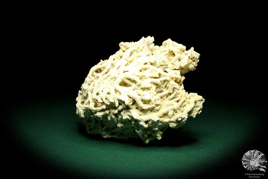 Dendrophyllia candelabrum (19781) a coral from Denmark | Fossils | Corals