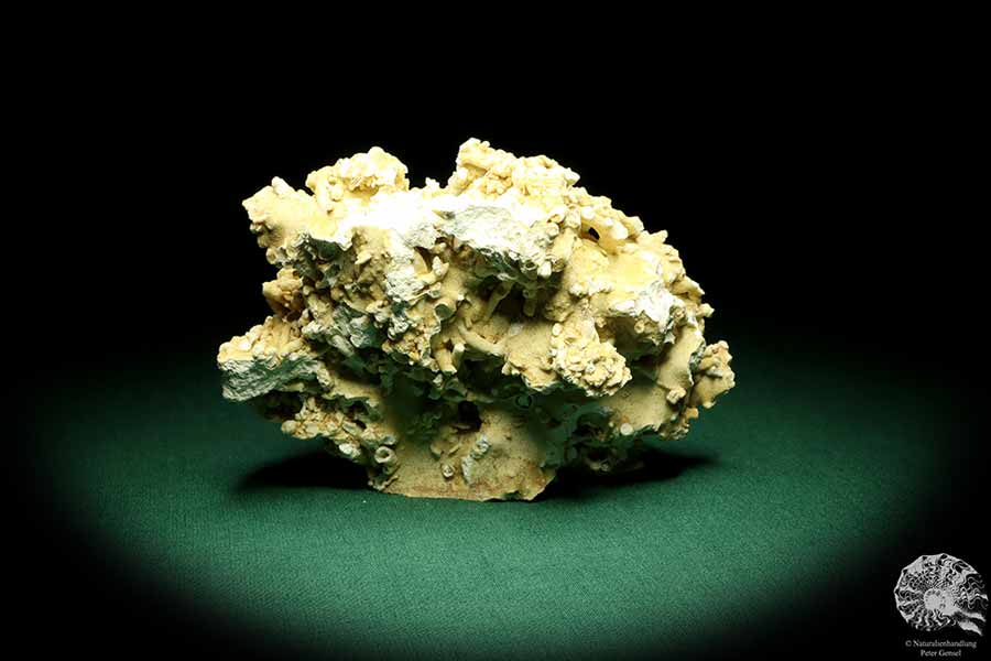 Dendrophyllia candelabrum (19781) a coral from Denmark | Fossils | Corals