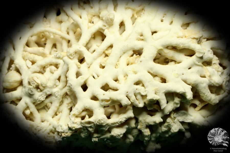 Dendrophyllia candelabrum a coral