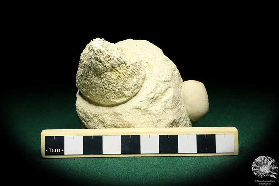 Porifera ssp. & Cyclaster danicus (19789) a echinoderm from Denmark | Fossils | Echinoderms