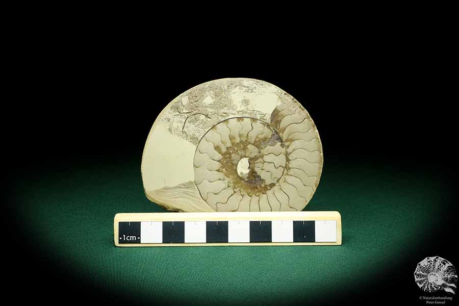 Ceratites spec. (19815) a cephalopod from Germany | Fossils | Cephalopods