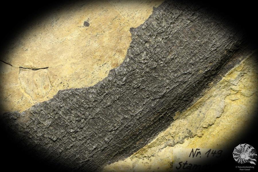 Equisetites arenaceus eine Pflanzenfossil