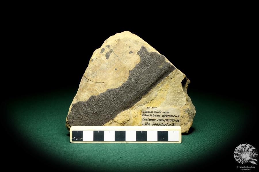 Equisetites arenaceus eine Pflanzenfossil