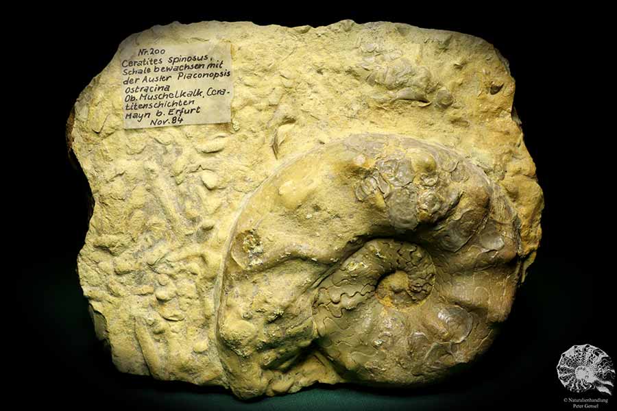 Ceratites spinosus & Placunopsis ostracina (19833) a cephalopod from Germany | Fossils | Cephalopods