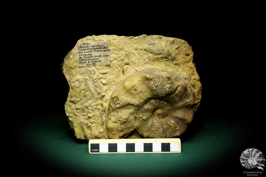 Ceratites spinosus & Placunopsis ostracina (19833) a cephalopod from Germany | Fossils | Cephalopods