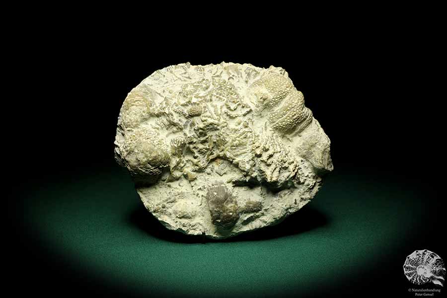 Catenipora spec. & Heliolites spec. (19847) eine Koralle aus Schweden | Fossilien | Korallen