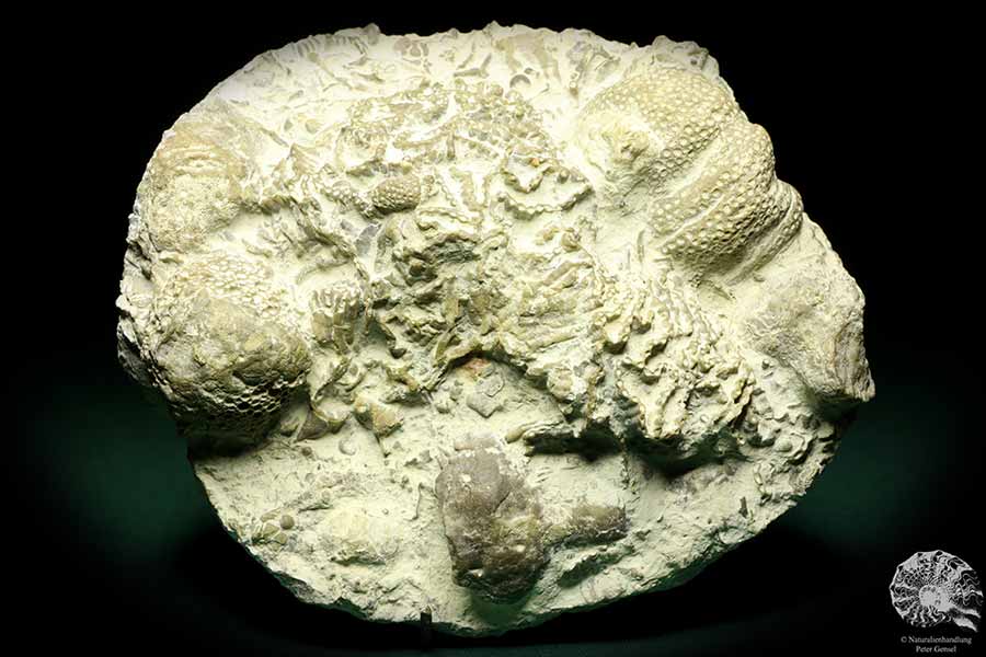 Catenipora spec. & Heliolites spec. (19847) eine Koralle aus Schweden | Fossilien | Korallen