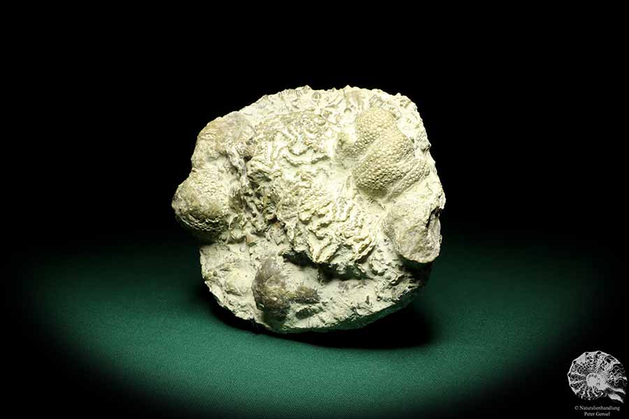 Catenipora spec. & Heliolites spec. (19847) a coral from Sweden | Fossils | Corals