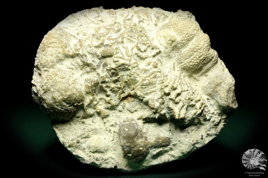 Catenipora spec. & Heliolites spec. a coral