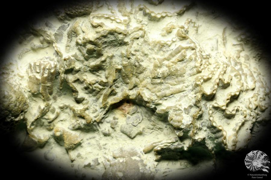 Catenipora spec. & Heliolites spec. eine Koralle