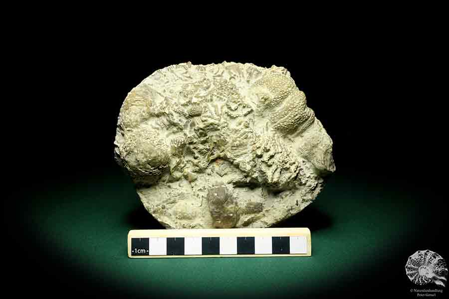 Catenipora spec. & Heliolites spec. a coral